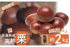 【ふるさと納税】2024年 期間限定 数量限定 先行予約 さぬき山都の低温熟成完熟栗(生栗) 3L サイズ 以上 約2kg 秋の味覚 さぬき 山都 低温熟成 完熟 栗 完熟栗 大粒 栽培 厳選 糖度 選別 三豊市産 グルメ お取り寄せ アレンジ お取り寄せグルメ 香川県 三豊市 送料無料 くり