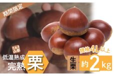 【ふるさと納税】期間限定 数量限定 先行予約 さぬき山都の低温熟成完熟栗 (生栗) 4Lサイズ以上 約2kg 秋の味覚 さぬき 山都 低温熟成 完熟 栗 完熟栗 大粒 栽培 厳選 糖度 選別 三豊市産 グルメ お取り寄せ アレンジ お取り寄せグルメ 香川県 三豊市 送料無料 くり