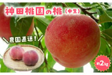 【ふるさと納税】数量限定！先行予約販売開始★ 神田農園の産地直送 桃「あかつき」約2kg（6～7玉） [ フルーツ 名産品 桃 もも モモ 白桃 果物 贈り物 三豊市 15000 15, 返礼品 神田桃園 ] ※配送不可地域：北海道・沖縄県・離島
