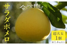 【ふるさと納税】【配送不可地域：北海道・沖縄県・離島】でっかいおいしさ「サラダポメロ」 フルーツ王国 オリジナル品種 数量限定 種なし 柑橘 文旦 ハッサク フルーツ サクサク 常温配送 香川県 三豊市 仁尾町 お取り寄せグルメ 送料無料  秋 旬
