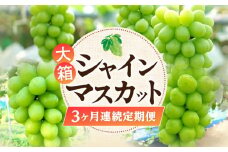 【ふるさと納税】【配送不可地域：北海道・沖縄県・離島】大箱 シャインマスカット 3ヶ月連続 定期便 定期 果物定期便 果物 フルーツ定期便 フルーツ マスカット ハウス 露地 栽培 フルーツ王国 三豊市産 デザート ブドウ お取り寄せ 香川県 三豊市 送料無料  秋 旬