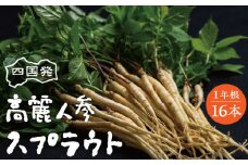 【ふるさと納税】四国発 高麗人参 スプラウト 高麗 人参 高麗人参スプラウト 漢方 1年根 水耕栽培 ジンセノサイド 冷蔵 食品 植物 新芽 料理 アレンジ バンバンジー 酢豚 香り付け サラダ 中華料理 鍋料理 薬膳料理 薬膳 おすすめ グルメ お取り寄せ 香川県 三豊市 送料無料