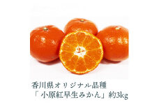 【ふるさと納税】【配送不可地域：北海道・沖縄県・離島】香川県オリジナル品種 小原紅早生みかん