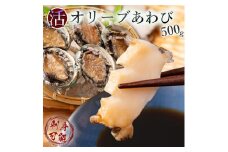 【ふるさと納税】【12回定期便】【配送不可地域：北海道・東北・沖縄県・離島】オリーブアワビ約500g（5個入り前後）×12回定期便 殻付き 鮑 特産品 送料無料 おすすめ お取り寄せ お取り寄せグルメ 海鮮 ステーキ 酒蒸し バター焼き ソテー 鉄板焼き BBQ   あわび