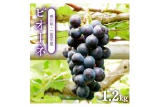 【ふるさと納税】【配送不可地域：北海道・沖縄県・離島】ピオーネ　三豊市産　選べる1.2kg～2kg　ハウス　温室　ハウス　温室 秋 旬