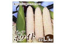 【ふるさと納税】ホワイトコーン「ピュアホワイト」約4.5kg