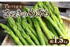 【ふるさと納税】【先行予約】さぬきのめざめ 約1.5kg バラ詰め アスパラガス 夏芽 グリーンアスパラガス 食品 送料無料 新鮮 旬 産地直送 お取り寄せ お取り寄せグルメ おすすめ 贈り物 ギフト シャキシャキ 冷蔵 野菜 夏野菜  香川県 三豊市