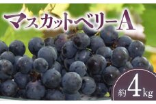 【ふるさと納税】【先行予約】【配送不可地域：北海道・沖縄県・離島】 マスカットベリーA 約4kg 7～15房入り ブドウ フルーツ 果物 甘い ほどよい酸味 冷蔵 グルメ お取り寄せ お取り寄せグルメ デザート 食べ物 食品 香川県 三豊市 産地直送 送料無料