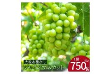 【ふるさと納税】 期間限定 シャインマスカット 期間限定 1房(750g以上) ぶどう マスカット 旬 糖度 皮ごと 種なし 送料無料 ギフト 贈答用 国産 食品 フルーツ お取り寄せ お取り寄せグルメ