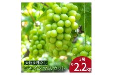 【ふるさと納税】 期間限定 シャインマスカット 期間限定 3房(約2.2kg) ぶどう マスカット 旬 糖度 皮ごと 種なし 送料無料 ギフト 贈答用 国産 食品 フルーツ お取り寄せ お取り寄せグルメ