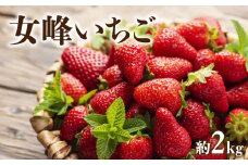 【ふるさと納税】【配送不可地域：北海道・沖縄県・離島】  女峰いちご　約２ｋｇ（1月上旬より順次発送）  秋 旬