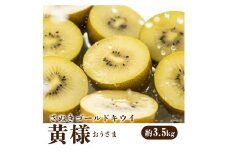 【ふるさと納税】【締め切り間近: 11月30日まで】【先行予約】 【配送不可地域：北海道・沖縄県・離島】さぬきゴールドキウイ 「黄様（おうさま）」 大玉約3.5kg  秋 旬