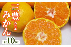【ふるさと納税】【先行予約】 三豊 (みとよ) みかん 約 10kg  秋 旬