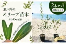 【 小豆島 】【2025年3月より発送】瀬戸内のオリーブ苗木2本セット