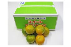 【 小豆島 】スイートスプリング　約5kg