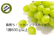 【 小豆島 】島育ち！ハウスシャインマスカット　1房化粧箱入り 600g以上