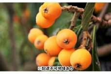 「島育ち！」初夏の味覚「びわ」　約1kg