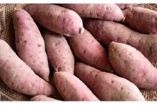 【 小豆島 】小豆島のサツマイモ〈 紅はるか 〉4kg さつまいも サツマイモ 芋 いも イモ 野菜 甘い おやつ 軽食 香川 香川県 土庄 土庄町