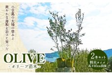 【 小豆島 】小豆島のオリーブ苗木　2本セット　（特大）