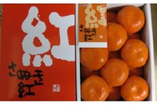 小原紅 早生 ハウス みかん　約1.2kg化粧箱
