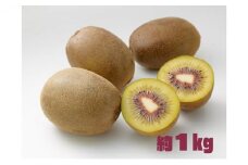 【 小豆島 】 さぬきエンジェル スイートキウイ 約1kg 化粧箱 フルーツ 果物 キウイ キウイフルーツ さぬき くだもの 国産 香川 香川県 土庄 土庄町