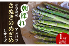 【 小豆島 】小豆島の朝採れアスパラ『さぬきのめざめ』Lサイズ1kg