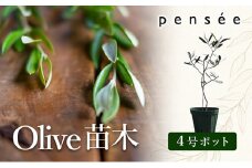 【 小豆島 】 オリーブ苗木 （４号ポット）1本 植物 観葉植物 オリーブ 苗木 インテリア 香川 香川県 土庄 土庄町
