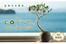 【 小豆島 】オリーブのミニ盆栽 olive（ コリーブ ） 植物 観葉植物 オリーブ 盆栽 ミニ インテリア コンパクト 香川 香川県 土庄 土庄町