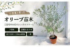 【 小豆島 】小豆島で育ったオリーブ苗木！ご自宅やお店のシンボルツリーにどうぞ！ 植物 観葉植物 オリーブ 苗木 インテリア シンボルツリー オリーブ苗木 香川 香川県 土庄 土庄町
