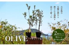 【 小豆島 】小豆島のオリーブ苗木 2本セット（中） 植物 観葉植物 インテリア オリーブ 苗木 香川 香川県 土庄 土庄町