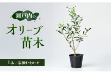 瀬戸内のオリーブ 苗木 1本 植物