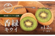 香緑キウイ　約1.2kg