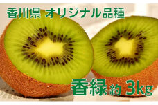 香川オリジナルキウイフルーツ「香緑（こうりょく）」約3kg 果物類 果物詰合せ 