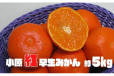 小原紅早生みかん　約5kg 果物類 柑橘類 フルーツ 