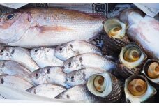 小豆島から直送！朝獲れ鮮魚 旬の地魚詰め合わせ 3kg以上