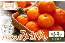 【さぬき讃フルーツ】小原紅早生ハウスみかん 化粧箱入り 約1.2kg (10～18玉入り)