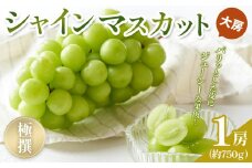 【2025年8月中旬より発送】極撰！大房シャインマスカット 1房 (約750g)