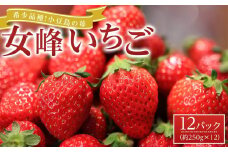 【2026年2月中旬より発送】希少品種！小豆島の苺「女峰」12パック(1パック約250g)