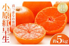 【2025年11月中旬より発送】特秀品！真っ赤なお蜜柑「小原紅早生」約5kg
