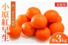 【2025年11月中旬より発送】ご家庭向け！真っ赤なお蜜柑「小原紅早生」約3kg