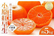 【お歳暮ギフト】特秀品！真っ赤なお蜜柑「小原紅早生」約5kg【12月1日～12月31日の間順次発送】