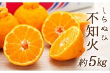 不知火 (しらぬひ) 約5kg（12～24玉入り）【2025年2月～3月発送】