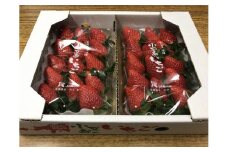 小豆島町フルーツ年3回定期便