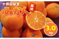 小原紅早生みかん(露地) 3.0kg