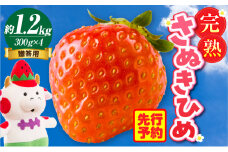 贈答用 完熟さぬき姫 約1.2kg | いちご 苺 さぬき姫 さぬきひめ 香川県オリジナル 希少 甘い 完熟 フルーツ 果物 旬 香川県 三木町 |_mk035-004