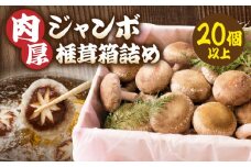 肉厚ジャンボ椎茸箱詰め２０個以上|しいたけ 椎茸 ジャンボ 肉厚 シイタケ 20個 プリプリ 食感 箱詰め 香川県 三木町|_mk111-001
