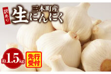 三木町産訳あり生にんにく 約1.5kg | にんにく 生にんにく ニンニク 訳あり 訳あり返礼品 訳あり品 野菜 新鮮 生野菜 香り豊か 栄養価が高い 肉厚 生 料理  スタミナ料理 家庭用 自宅用 香川県 三木町 |_mk006-044