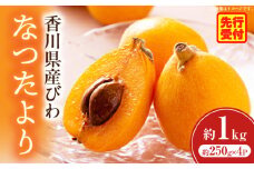 初夏を感じる果物 香川県産びわ（なつたより） 約1.0kg【香川県共通返礼品】|びわ 枇杷 なつたより 果物 フルーツ 人気 香川 香川県 三木町 初夏 ハウス栽培 厳選 袋掛け 完熟 ジューシー 糖度が高い 先行受付 先行予約 季節限定 旬 おすすめ|_mk006-021