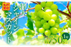 特大シャインマスカット 1房約750ｇ|マスカット ぶどう ブドウ 葡萄 果物 フルーツ 人気 香川 香川県 三木町 特大 大房 大粒 厳選 種なし 皮ごと食べられる ジューシー 糖度が高い 先行受付 先行予約 季節限定 旬 おすすめ|_mk006-018