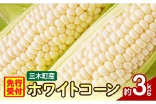 三木町産　ホワイトコーン　約3.0kg | とうもろこし 野菜 コーン 旬の野菜 旬 季節の野菜 季節 贈答 贈り物 ギフト プレゼント おすそ分け グルメ お取り寄せ 人気 おすすめ 特産 特産品 生鮮食品 香川県 三木町 |_mk006-019